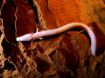 Picture of Baredine Cave & Traktor Story