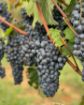 Picture of Kadum Winery (Buići - Poreč)
